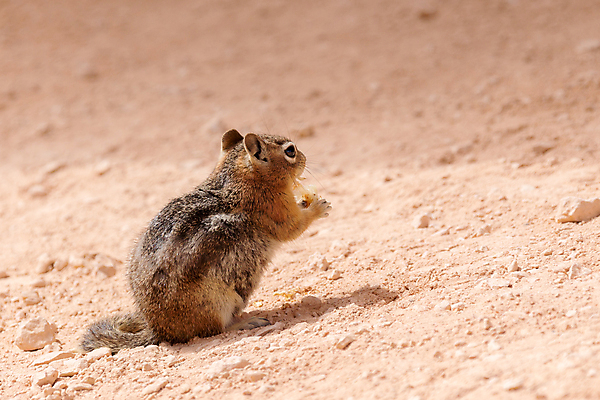 포토 JPG 해외이미지 동물 응시 공원 야생동물 백그라운드 캐나다 북아메리카 포유류 자연 생물 털 서기 앉기 사람없음 야외 가로 초록색 갈색 골짜기 줄무늬 흰색 설치류 숲 작음 모피 먹기 꼬리 다람쥐 솜털 내추럴 파우치 해외포토 시선 공공시설 컬러 무늬 가방 모션 아메리카 크기 생태계 파일형식 이미지허브