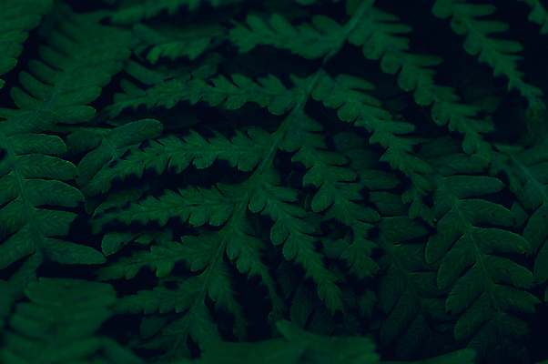 포토 JPG 해외이미지 나무 식물 디자인 계절 백그라운드 잎 패턴 자연 벽지 추상 사람없음 초록색 여름 빛 뷰티 환경 정원 봄 성장 신선 숲 질감 내추럴 생태학 해외포토 교육 컬러 무늬 생태계 파일형식 이미지허브