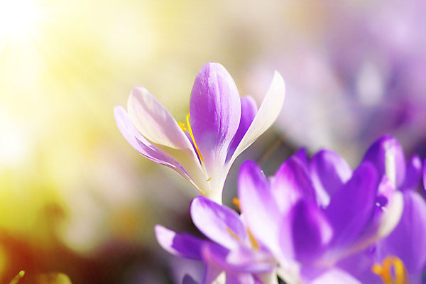 포토 JPG 해외이미지 식물 계절 공원 꽃잎 꽃 꽃다발 잎 겨울 꽃무늬 밭 자연 부활절 풍경 초원 사람없음 야외 초록색 컬러풀 햇빛 정원 보라색 봄 들꽃 성장 벚꽃 신선 개화 4월 제비꽃 원예 화단 꽃가루 내추럴 헌병 해외포토 공공시설 기념일 컬러 무늬 농업 취미 태양 군인 날짜 가루 생태계 파일형식 이미지허브