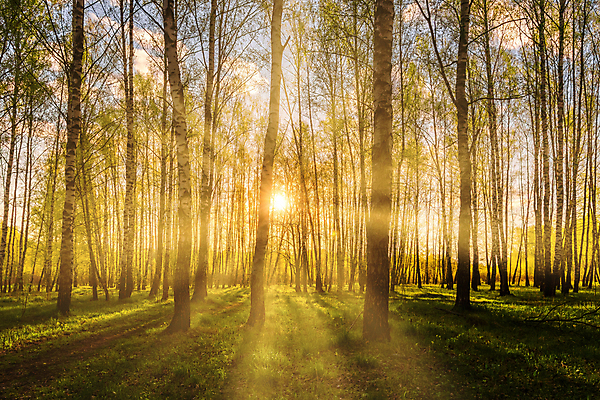 포토 JPG 해외이미지 나무 자연 하늘 사람없음 야외 햇빛 태양 일몰 숲속 숲 해외포토 자연요소 식물 노을 생태계 파일형식 이미지허브