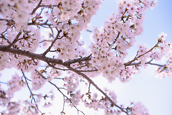 포토 JPG 해외이미지 나무 식물 계절 공원 꽃 분홍색 백그라운드 꽃무늬 자연 친절 서울 한국 동양인 사람없음 정원 일본 축제 봄 벚꽃 흰색 나뭇가지 신선 개화 체리 닫기 4월 묘사 부드러움 내추럴 블러 해외포토 공공시설 아시아 컬러 무늬 과일 모션 인종 감각 날짜 생태계 파일형식 이미지허브