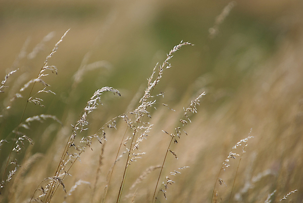 포토 JPG 해외이미지 주간 식물 풍경 사람없음 야외 아웃포커스 가을 해외포토 자연요소 계절 촬영기법 파일형식 이미지허브