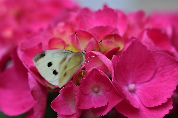 포토 JPG 해외이미지 식물 동물 꽃잎 야생동물 분홍색 나비 잎 날개 자연 사람없음 야외 컬러풀 뷰티 노란색 정원 회색 벚꽃 흰색 닫기 해충 원예 수국 동물상 해외포토 꽃 컬러 곤충 모션 취미 조형물 벌레 생태계 파일형식 이미지허브