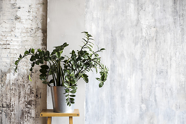 포토 JPG 해외이미지 식물 라이프스타일 디자인 꽃 화분 화초 벽 백그라운드 잎 자연 벽지 주택 사람없음 내부 장식 초록색 방 성장 신선 냄비 유기농 상록수 내추럴 심기 스타일 세련 해외포토 웰빙 컬러 모션 건물 생활 솥 생태계 파일형식 이미지허브