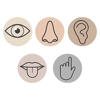 EPS 해외이미지 손 디자인 응시 선 신체 일러스트 손가락 해부 그래프 사람 그래픽 세트 컬러풀 갈색 보라색 듣기 회색 터치 입 감각 오르간 플랫 맛 만화 혀 심볼 입술 사인 그림 코 냄새 귀 5 고립 해외일러스트 시선 컬러 컨셉 의학 모션 신체부위 숫자 건반악기 파일형식 벡터 이미지허브