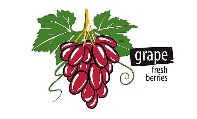 EPS 해외이미지 클립아트 열매 과일 일러스트 포도 사람없음 자주색 심볼 베리 해외일러스트 식물 컬러 파일형식 벡터 이미지허브