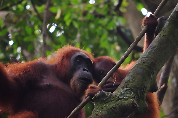 포토 JPG 해외이미지 나무 동물 응시 여자 남자 아시아 얼굴 야생동물 오렌지 포유류 청소년 자연 엄마 동물원 종류 사람없음 갈색 원숭이 표현 아기 숲 열대우림 먹기 인도네시아 멸종 유인원 원시시대 말레이시아 배려 해외포토 식물 시선 나라 컬러 과일 가족 모션 사람 신체부위 역사 생태계 파일형식 이미지허브
