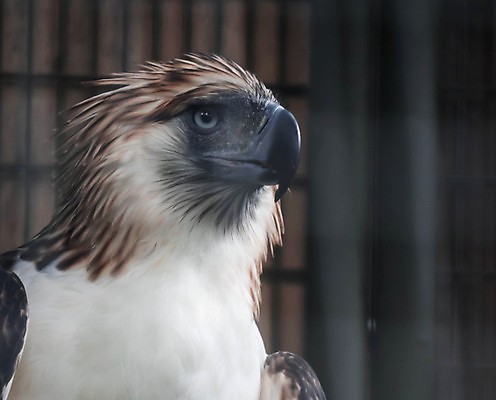 포토 JPG 해외이미지 동물 야생동물 날개 자연 조류 사람없음 초록색 자유 숲 큼 먹이 심볼 깃털 부리 독수리 육식동물 사냥꾼 멸종 이국적 해외포토 직업 컬러 컨셉 크기 생태계 파일형식 이미지허브