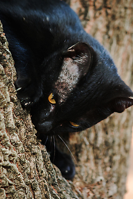 포토 JPG 해외이미지 동물 1 응시 얼굴 백그라운드 장난 포유류 자연 수염 주택 털 앉기 사람없음 야외 초록색 반려동물 태양 검은색 고양이 회색 흰색 표현 도시 모피 버리기 오르기 노숙자 혼자 해외포토 자연요소 시선 컬러 모션 건물 신체부위 생태계 파일형식 이미지허브