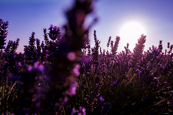 포토 JPG 해외이미지 주간 사람없음 야외 태양 보라색 프랑스 라벤더 프로방스 해외포토 자연요소 꽃 유럽 컬러 허브 파일형식 이미지허브
