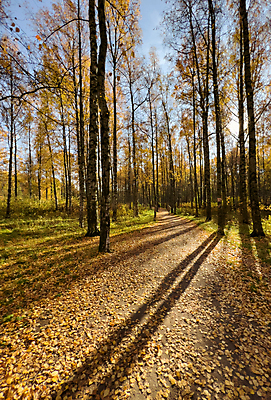 포토 JPG 해외이미지 나무 식물 커플 계절 공원 노년 도로 길 백그라운드 단풍 잎 가족 자연 그림자 사람 사람없음 야외 목재 빨간색 초록색 빛 컬러풀 햇빛 태양 갈색 노란색 걷기 환경 맑음 활발 황금 숲 장면 내추럴 방법 삼림지대 해외포토 자연요소 공공시설 컬러 컨셉 재료 관계 교통시설 모션 날씨 성인 생태계 파일형식 이미지허브
