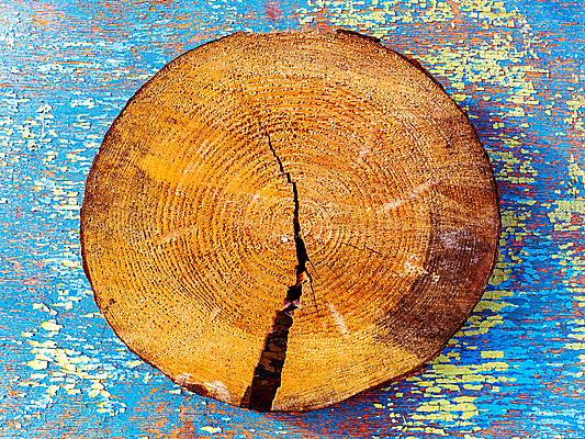 포토 JPG 해외이미지 모양 나무 산업 선 백그라운드 십자가 패턴 부분 자연 표면 날씨 추상 사람없음 목재 갈색 줄무늬 반지 시간 소나무 원형 거친 역사 균열 숲 자르기 유기농 질감 통나무 나무껍질 잡동사니 내추럴 고립 수목 옛날 노화 해외포토 도형 식물 웰빙 컬러 컨셉 무늬 재료 장신구 모션 껍질 생태계 파일형식 이미지허브