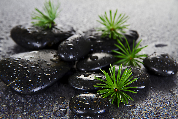 포토 JPG 해외이미지 나무 식물 선 줄기 잎 건강 사람없음 치료 장식 초록색 물 뷰티 쌓기 새싹 검은색 스파 성장 조약돌 나뭇가지 신선 마사지 떨어짐 이슬 허브 심볼 묘사 테라피 흙더미 내추럴 구성 돌봄 처음 해외포토 자연요소 컬러 컨셉 의학 모션 흙 돌_바위 파일형식 더미 이미지허브