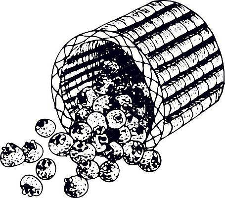EPS 해외이미지 식물 음식 백그라운드 잎 농업 다이어트 과일 일러스트 자연 잉크 건강 그래픽 파란색 정원 수확 신선 달콤 숲 스케치 먹기 허브 메뉴 그림 유기농 블루베리 내추럴 고립 숙성 채식주의자 비건 해외일러스트 웰빙 산업 컬러 모션 미술 맛 생태계 채식 파일형식 벡터 이미지허브