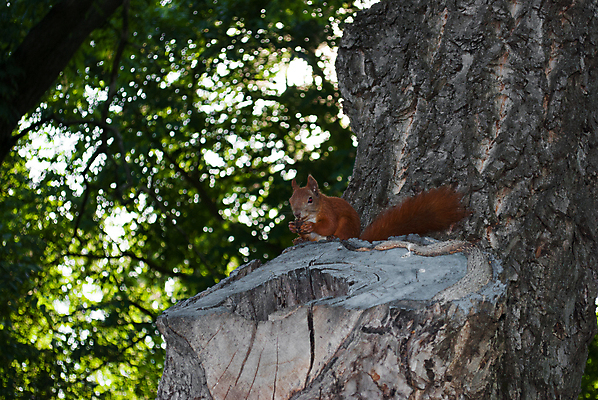 포토 JPG 해외이미지 나무 동물 1 공원 유럽 야생동물 음식 백그라운드 포유류 발 자연 털 앉기 사람없음 야외 목재 빨간색 초록색 여름 갈색 견과류 나뭇가지 설치류 숲 작음 모피 먹기 배고픔 호기심 꼬리 다람쥐 솜털 내추럴 양모 삼림지대 해외포토 식물 계절 공공시설 감정 나라 컬러 컨셉 재료 모션 신체부위 직물 크기 생태계 파일형식 이미지허브