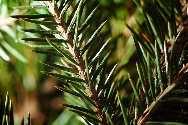 포토 JPG 해외이미지 나무 식물 잎 자연 사람없음 초록색 축제 나뭇가지 소나무 상록수 가문비나무 해외포토 컬러 생태계 파일형식 이미지허브