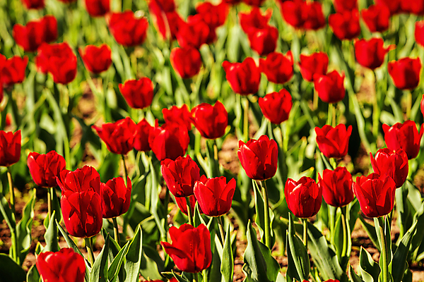 포토 JPG 해외이미지 식물 계절 공원 꽃잎 꽃 유럽 꽃무늬 자연 사람없음 빨간색 여름 컬러풀 햇빛 정원 보라색 봄 활발 튤립 성장 벚꽃 네덜란드 보케 엽서 문학 화단 해외포토 공공시설 나라 컬러 컨셉 무늬 태양 편지 생태계 파일형식 이미지허브