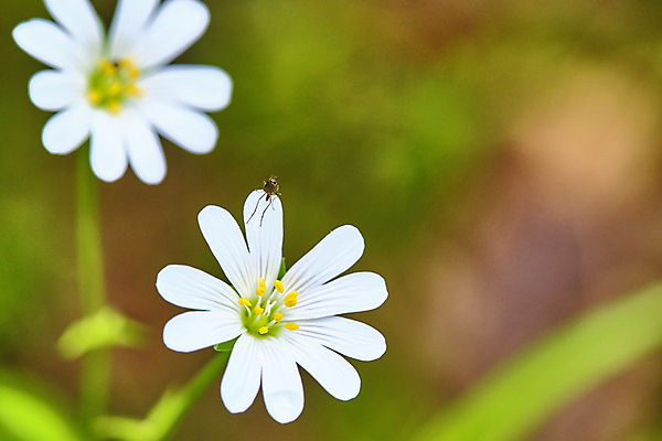 포토 JPG 해외이미지 식물 디자인 계절 꽃잎 꽃 분홍색 백그라운드 꽃무늬 오렌지 자연 사람없음 야외 빨간색 빛 뷰티 머리 정원 보라색 희망 일몰 봄 들꽃 벚꽃 신선 닫기 민들레 묘사 싱글 질감 복고 부드러움 양귀비 내추럴 몽환 해외포토 감정 컬러 컨셉 무늬 과일 모션 신체부위 노을 감각 생태계 파일형식 이미지허브