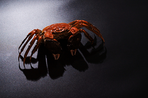 포토 JPG 해외이미지 동물 아시아 호수 음식 백그라운드 자연 고추 조개 종류 육류 갑각류 요리 사람없음 빨간색 강 주방 식당 검은색 중국 힘 게 껍질 신선 개울 맛 상하이 모피 허브 준비 날것 펜치 어장 단백질 삶기 집게발 맛있는 손모아장갑 해외포토 식물 나라 컬러 장갑 컨셉 채소 식재료 어패류 상점 공구 생태계 영양소 파일형식 이미지허브