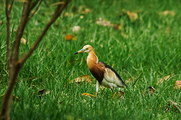 포토 JPG 해외이미지 동물 아시아 호수 야생동물 바다 백그라운드 날개 태국 자연 조류 하늘 아침 사람없음 물 반사 갈색 중국 흰색 연못 황무지 보호 습지 인도인 왜가리 깃털 부리 물새 철새 계산서 수유 해외포토 주간 자연요소 외국인 나라 컬러 컨셉 동양인 생태계 파일형식 이미지허브
