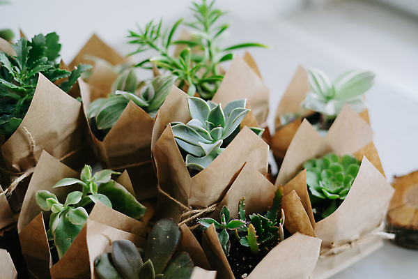 포토 JPG 해외이미지 식물 꽃 종이 밧줄 결혼 컨셉 가방 포장 주택 선물 사람없음 목재 초록색 쇼핑 세트 세일 상점 재활용 회색 시장 무역 활 주기 에코 친환경 원예 조경 패키지 제비 분재 내추럴 개발 업그레이드 그리너리 해외포토 레이스천 나무 잡화 산업 줄 컬러 재료 모션 조류 이벤트 취미 건물 환경 직물 파일형식 트랜드컬러 이미지허브