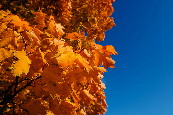 포토 JPG 해외이미지 주간 나무 단풍 캐나다 날씨 사람없음 야외 맑음 나뭇가지 해외포토 자연요소 식물 잎 북아메리카 파일형식 이미지허브