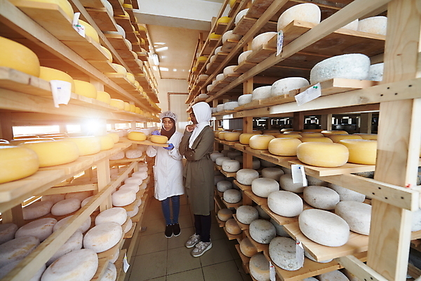 포토 JPG 해외이미지 전신 응시 여자 공장 노동자 치즈 선반 쟁반 들기 성인 두명 옆모습 빛 저장 발효 수납 숙성 저장소 성인여자만 해외포토 직업 시선 뷰포인트 가구 공업 모션 유제품 사람 여자만 성인만 파일형식 이미지허브