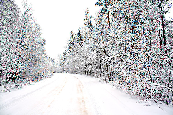포토 JPG 해외이미지 나무 길 겨울 자연 사람없음 야외 눈 숲 가로수 해외포토 자연요소 식물 계절 날씨 생태계 파일형식 이미지허브