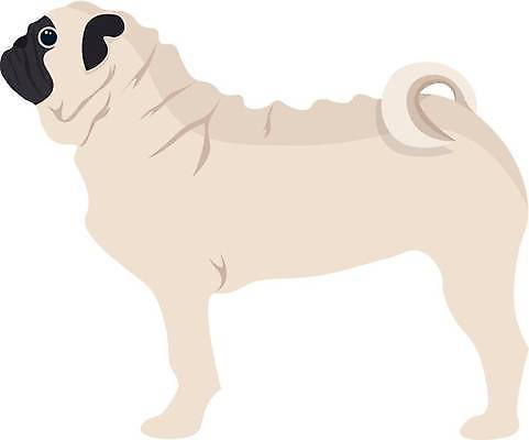 JPG 해외이미지 일러스트 사람없음 귀여움 베이지색 퍼그 해외일러스트 컬러 컨셉 개 파일형식 이미지허브