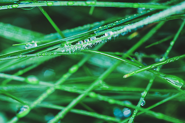 포토 JPG 해외이미지 주간 근접촬영 사람없음 야외 아웃포커스 젖음 빗방울 해외포토 자연요소 뷰포인트 촬영기법 비_날씨 파일형식 이미지허브