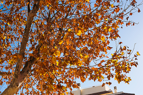 포토 JPG 해외이미지 단풍 낙엽 하늘 사람없음 야외 나뭇가지 해외포토 나무 잎 파일형식 이미지허브