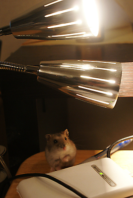 포토 JPG 해외이미지 동물 야생동물 생물 동물원 사람없음 반려동물 쥐 설치류 작음 결백 해외포토 크기 파일형식 이미지허브