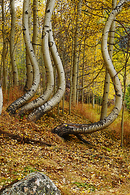 포토 JPG 해외이미지 나무 백그라운드 잎 곡선 자연 산 숙이기 풍경 사람없음 초록색 노란색 가을 흰색 황금 숲 나무껍질 서쪽 콜로라도 해외포토 식물 계절 선 컬러 포즈 미국 껍질 방향 생태계 파일형식 이미지허브