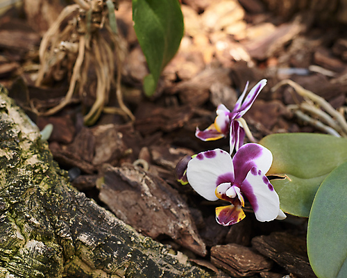 포토 JPG 해외이미지 식물 꽃잎 꽃 선 파도 줄기 분홍색 결혼 꽃무늬 손가락 자연 추상 휴식 따뜻함 발렌타인데이 건강 사람없음 뷰티 반사 보라색 스파 낭만 성장 벚꽃 신선 난초 우아함 떨어짐 허브 제비꽃 싱글 향기 아로마 아로마테라피 내추럴 고립 이국적 혼자 차단 해외포토 손 바다 컬러 컨셉 무늬 데이이벤트 이벤트 생태계 냄새 테라피 파일형식 이미지허브