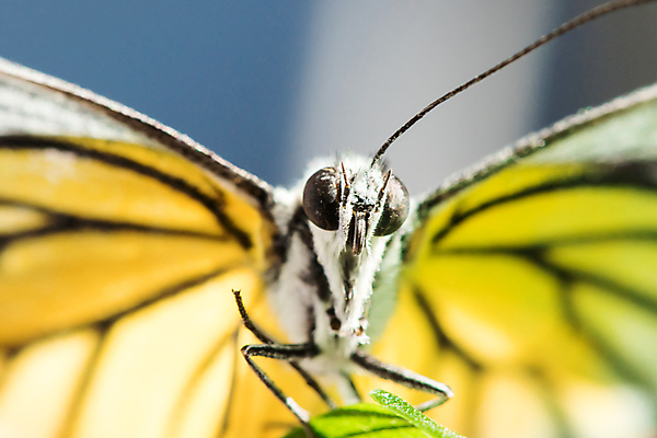 포토 JPG 해외이미지 식물 동물 야생동물 나비 곤충 백그라운드 잎 패턴 날개 오렌지 자연 벽지 갈매기 휴식 안테나 사람없음 빨간색 초록색 여름 빛 컬러풀 뷰티 노란색 환경 정원 검은색 벚꽃 흰색 벌레 숲 묘사 오브젝트 싱글 생물학 고립 동물상 전국 해외포토 계절 교육 꽃 컬러 컨셉 무늬 과일 통신 조류 조형물 생태계 파일형식 이미지허브