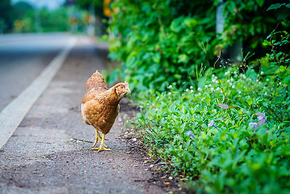 포토 JPG 해외이미지 동물 여자 도로 음식 백그라운드 농업 자연 조류 육류 사람없음 야외 빨간색 초록색 농장 갈색 치킨 가축 흰색 시골 유기농 부리 수탉 내추럴 무료 밭일 암탉 해외포토 웰빙 산업 길 컬러 식재료 교통시설 사람 닭 암컷 수컷 생태계 닭고기요리 파일형식 이미지허브