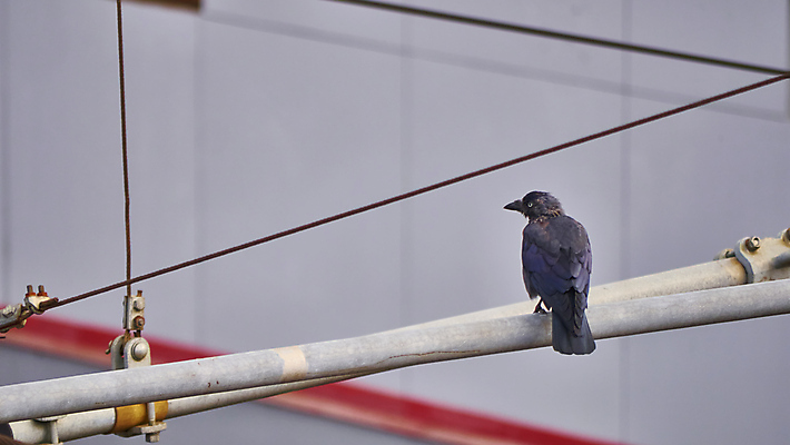 포토 JPG 해외이미지 나무 동물 야생동물 바다 백그라운드 자연 조류 하늘 지붕 그림자 사람없음 야외 목재 초록색 파란색 울타리 컬러풀 항구 흰색 숲 큼 무서움 철 버리기 펠리컨 깃털 부리 물새 혼자 해외포토 식물 감정 컬러 재료 교통시설 모션 담장 크기 생태계 파일형식 이미지허브
