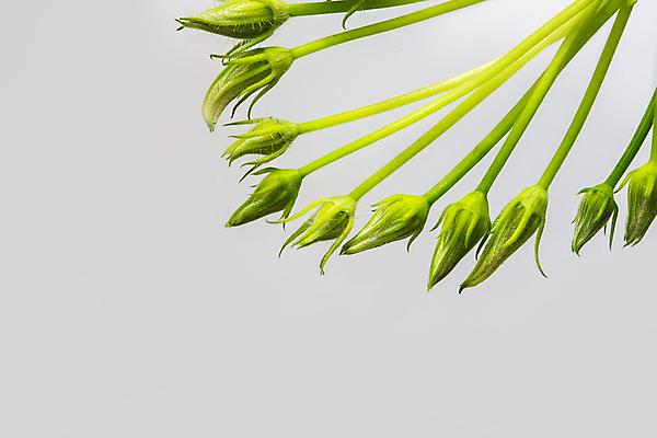 포토 JPG 해외이미지 식물 꽃 음식 백그라운드 꽃무늬 농업 채소 호박 건강 사람없음 초록색 여름 노란색 벚꽃 흰색 신선 허브 유기농 원예 날것 내추럴 구성 식용 주키니 주키니호박 채식주의자 비건 해외포토 웰빙 계절 산업 컬러 무늬 취미 채식 파일형식 이미지허브