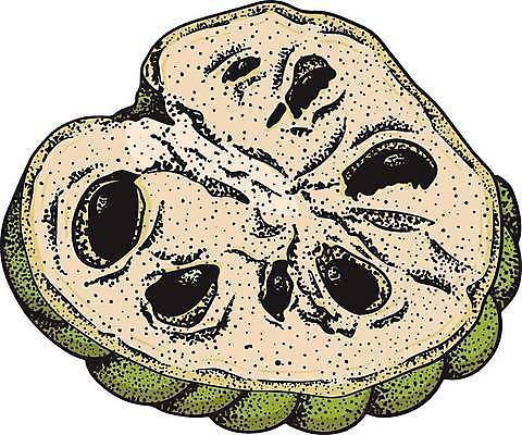 EPS 해외이미지 식물 음식 잎 농업 과일 일러스트 자연 디저트 건강 씨앗 세트 정원 수확 신선 달콤 사과 설탕 스케치 수집 메뉴 유기농 손그림 내추럴 이국적 채식주의자 현실 맛있는 해외일러스트 웰빙 산업 미술 맛 생태계 채식 파일형식 벡터 이미지허브