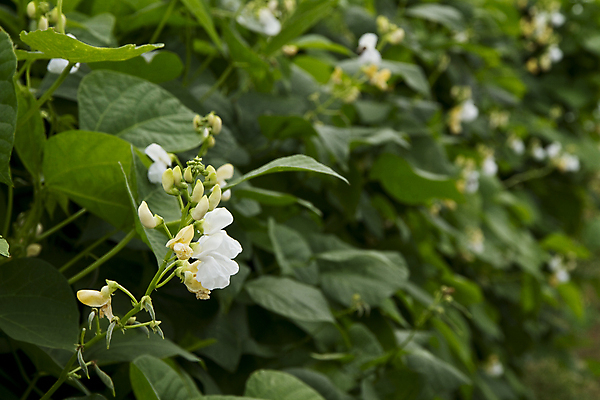 포토 JPG 해외이미지 식물 꽃 음식 잎 밭 농업 곡선 다이어트 채소 자연 콩 건강 풍경 사람없음 야외 초록색 여름 컬러풀 농장 농경지 샐러드 수확 성장 벚꽃 시골 신선 고명 먹기 유기농 날것 칼로리 정맥 밭일 생식 식용 영양분 쟁기 채식주의자 해외포토 웰빙 계절 산업 선 컬러 모션 곡류 생태계 채식 혈관 파일형식 이미지허브