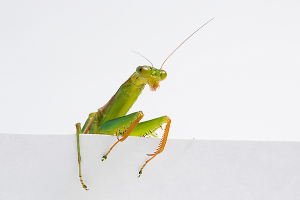 포토 JPG 해외이미지 응시 아시아 음식 곤충 백그라운드 태국 사람없음 빨간색 초록색 반려동물 카메라 중국 흰색 기도 잡기 닫기 큼 먹기 사냥 슛 육식동물 방패 육식 거인 고립 수유 아열대 포식 해외포토 동물 시선 나라 컬러 모션 전자제품 크기 파일형식 이미지허브