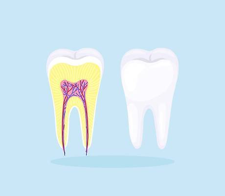 EPS 해외이미지 일러스트 단면 사람없음 치아 오브젝트 치아모형 해외일러스트 소화기관 파일형식 벡터 이미지허브