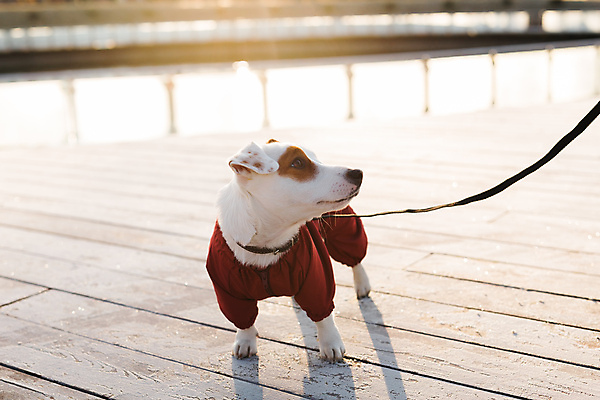포토 JPG 해외이미지 주간 한마리 공원 반려견 사람없음 야외 반려동물 햇빛 산책 강아지 목줄 잭러셀테리어 해외202309 해외포토 자연요소 동물 1 공공시설 휴식 태양 개 테리어 파일형식 반려용품 이미지허브