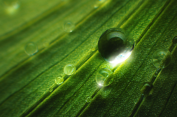 포토 JPG 해외이미지 식물 선 백그라운드 잎 밭 자연 벽지 아침 추상 건강 잔디 사람없음 야외 초록색 물 반사 환경 정원 활발 젖음 물방울 신선 칼날 닫기 이슬 묘사 부드러움 해외포토 주간 자연요소 컬러 컨셉 무늬 농업 모션 감각 생태계 파일형식 이미지허브