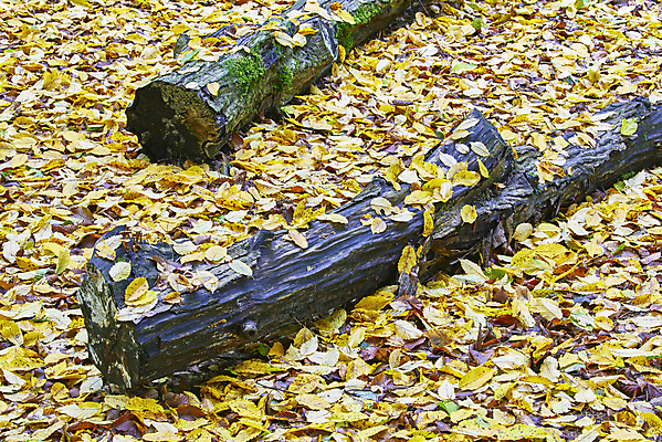 포토 JPG 해외이미지 나무 식물 디자인 계절 공원 백그라운드 잎 2 패턴 자연 건조 사람없음 야외 목재 장식 가로 컬러풀 뷰티 갈색 노란색 가을 그룹 황금 숲 11월 질감 10월 내추럴 옛날 많음 해외포토 공공시설 컬러 컨셉 무늬 재료 날짜 생태계 파일형식 이미지허브