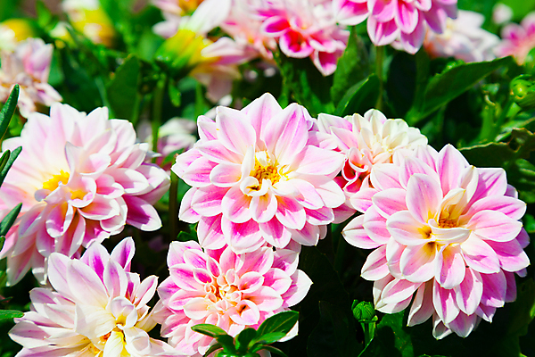 포토 JPG 해외이미지 식물 계절 꽃잎 꽃 분홍색 잎 자연 사람없음 장식 빨간색 초록색 빛 컬러풀 뷰티 머리 정원 봄 성장 벚꽃 신선 개화 꽃집 달리아 원예 꽃가루 내추럴 세련 해외포토 컬러 취미 신체부위 상점 가루 생태계 파일형식 이미지허브