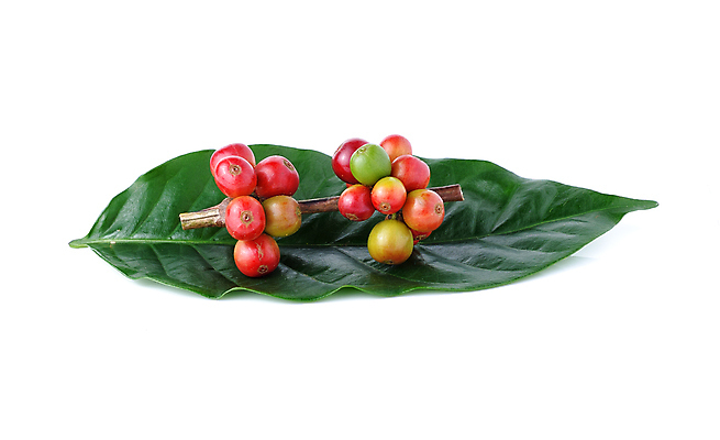 포토 JPG 해외이미지 식물 열매 산업 커피 음료 음식 백그라운드 잎 농업 과일 자연 콩 씨앗 사람없음 빨간색 농장 갈색 검은색 어둠 에너지 수확 흰색 신선 닫기 맛 흥분 유기농 질감 날것 에스프레소 내추럴 밭일 숙성 오리지널 카페인 맛있는 해외포토 웰빙 감정 컬러 컨셉 모션 곡류 생태계 파일형식 이미지허브