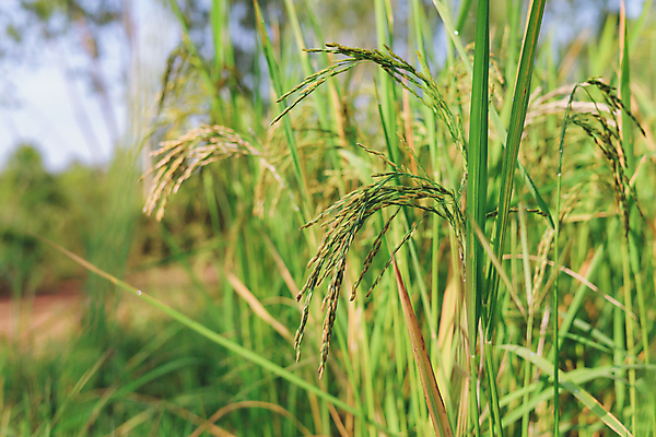포토 JPG 해외이미지 식물 계절 백그라운드 밭 자연 밥 건강 동양인 풍경 사람없음 야외 초록색 농작물 농장 정원 중국 수확 성장 가을 나뭇가지 낟알 내추럴 심기 해외포토 나무 아시아 음식 컬러 농업 모션 인종 생태계 파일형식 이미지허브