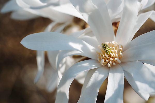 포토 JPG 해외이미지 나무 식물 배너 계절 공원 꽃잎 꽃 별 꽃무늬 자연 부활절 사람없음 야외 장식 빛 뷰티 머리 정원 맑음 봄 기쁨 벚꽃 흰색 신선 개화 우아함 원예 목련 내추럴 엘리먼트 해외포토 자연요소 공공시설 기념일 감정 컬러 컨셉 무늬 날씨 취미 신체부위 생태계 파일형식 이미지허브