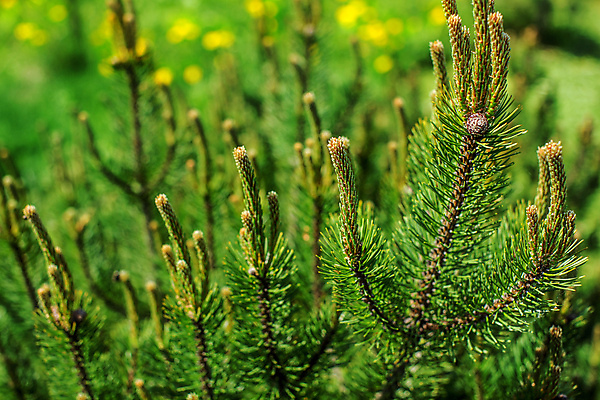 포토 JPG 해외이미지 나무 식물 계절 백그라운드 잎 자연 벽지 하늘 새로움 사람없음 야외 목재 장식 초록색 파란색 햇빛 태양 뷰티 새싹 맑음 봄 성장 나뭇가지 신선 소나무 닫기 숲 작음 보케 상록수 침엽수 전나무 원뿔 빛망울 내추럴 가문비나무 해외포토 자연요소 도형 컬러 컨셉 재료 모션 날씨 빛 크기 생태계 파일형식 이미지허브
